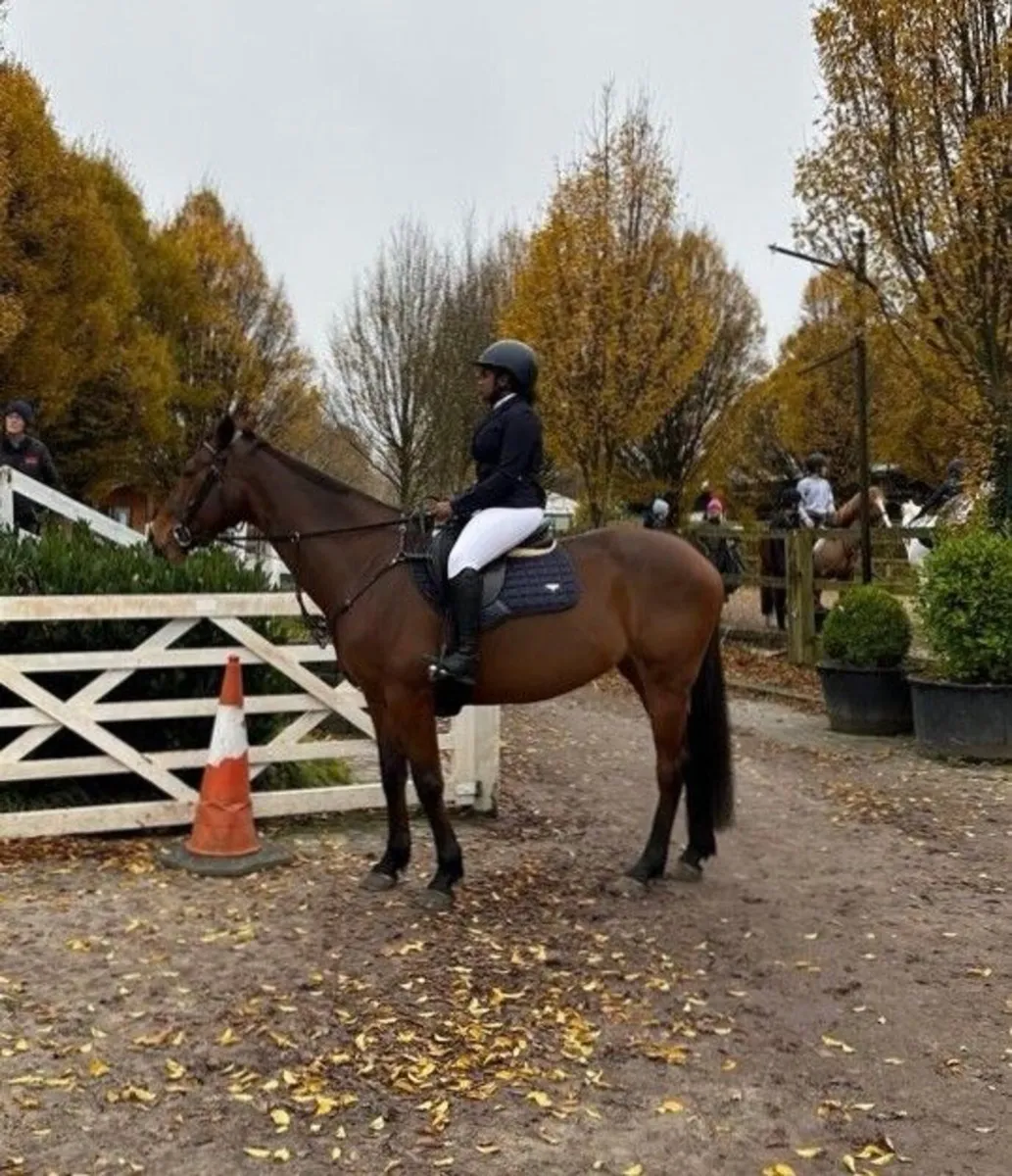 🌟 Outstanding 16hh Sports Mare for Sale – “Pippa” - Image 4