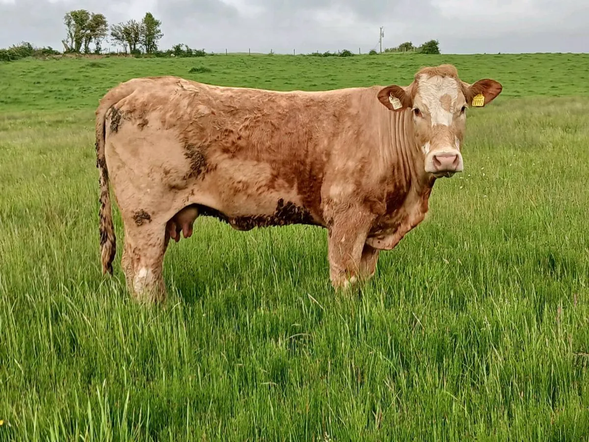 Cows and calfs - Image 4