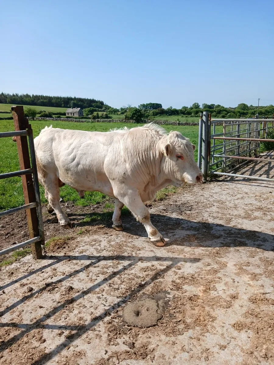 Pedigree registered Charolais Bull - Image 3