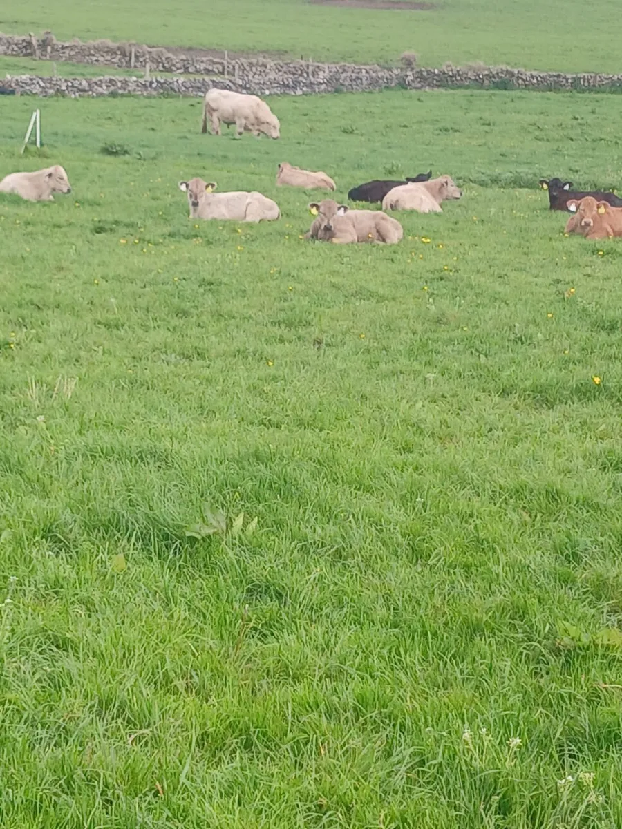 Pedigree registered Charolais Bull - Image 4