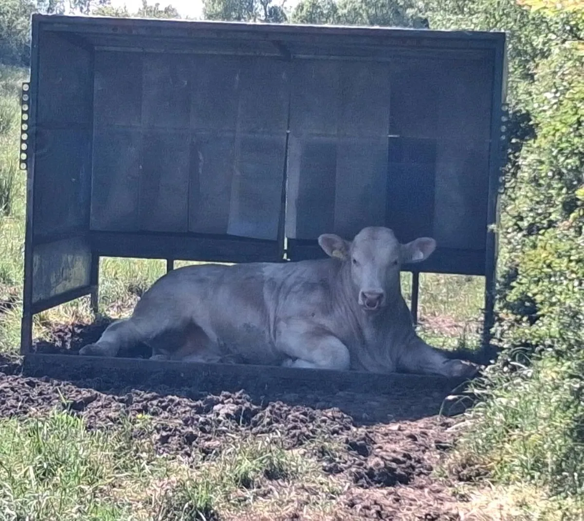 Pedigree Charolais bulls for sale - Image 2