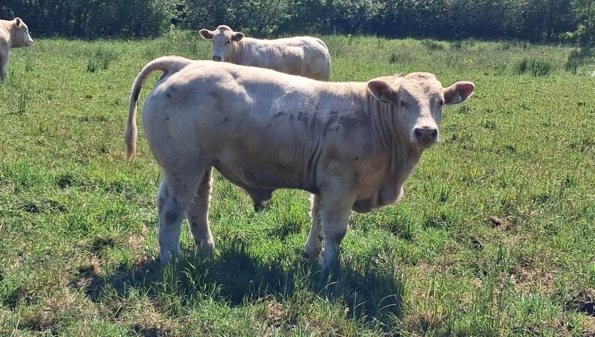 Pedigree Charolais bulls for sale - Image 3