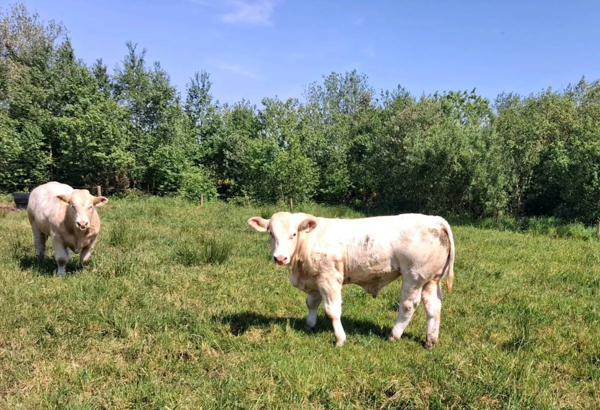 Pedigree Charolais bulls for sale - Image 4
