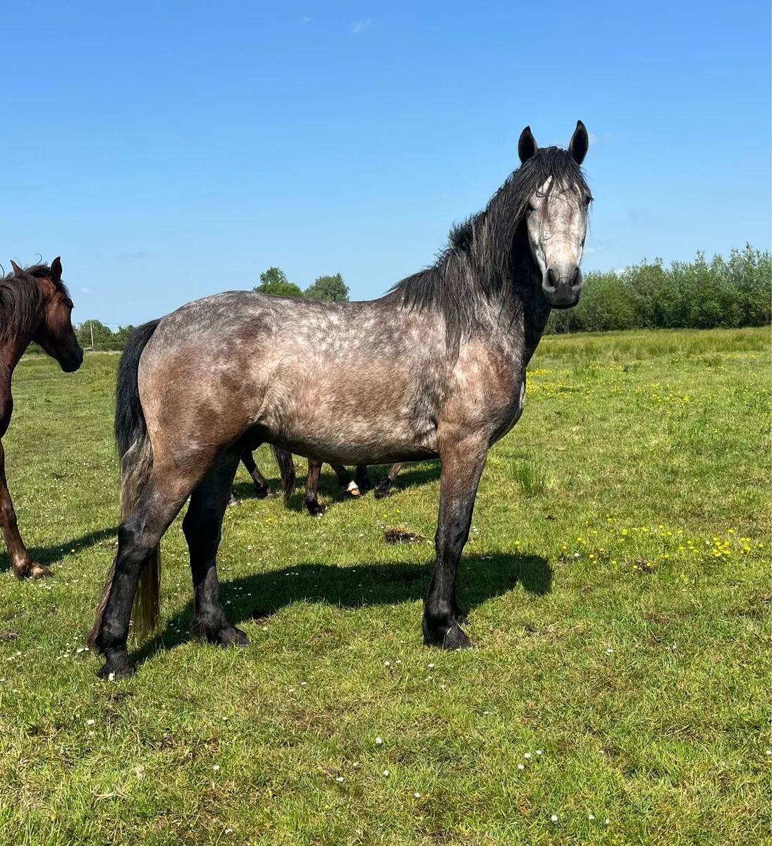 Connemara Gelding & Filly - Image 3