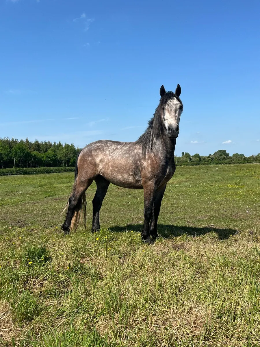 Connemara Gelding & Filly - Image 1