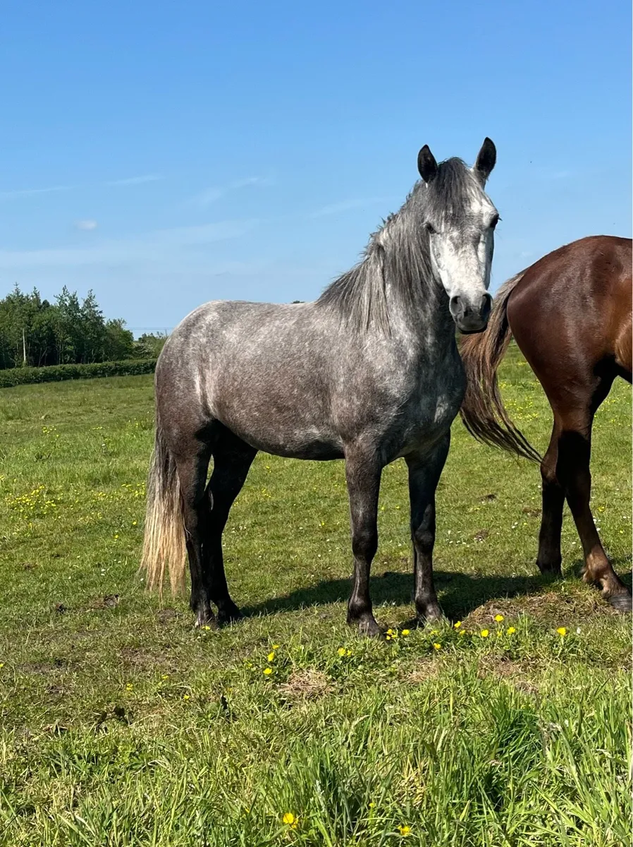 Connemara Filly - Image 3