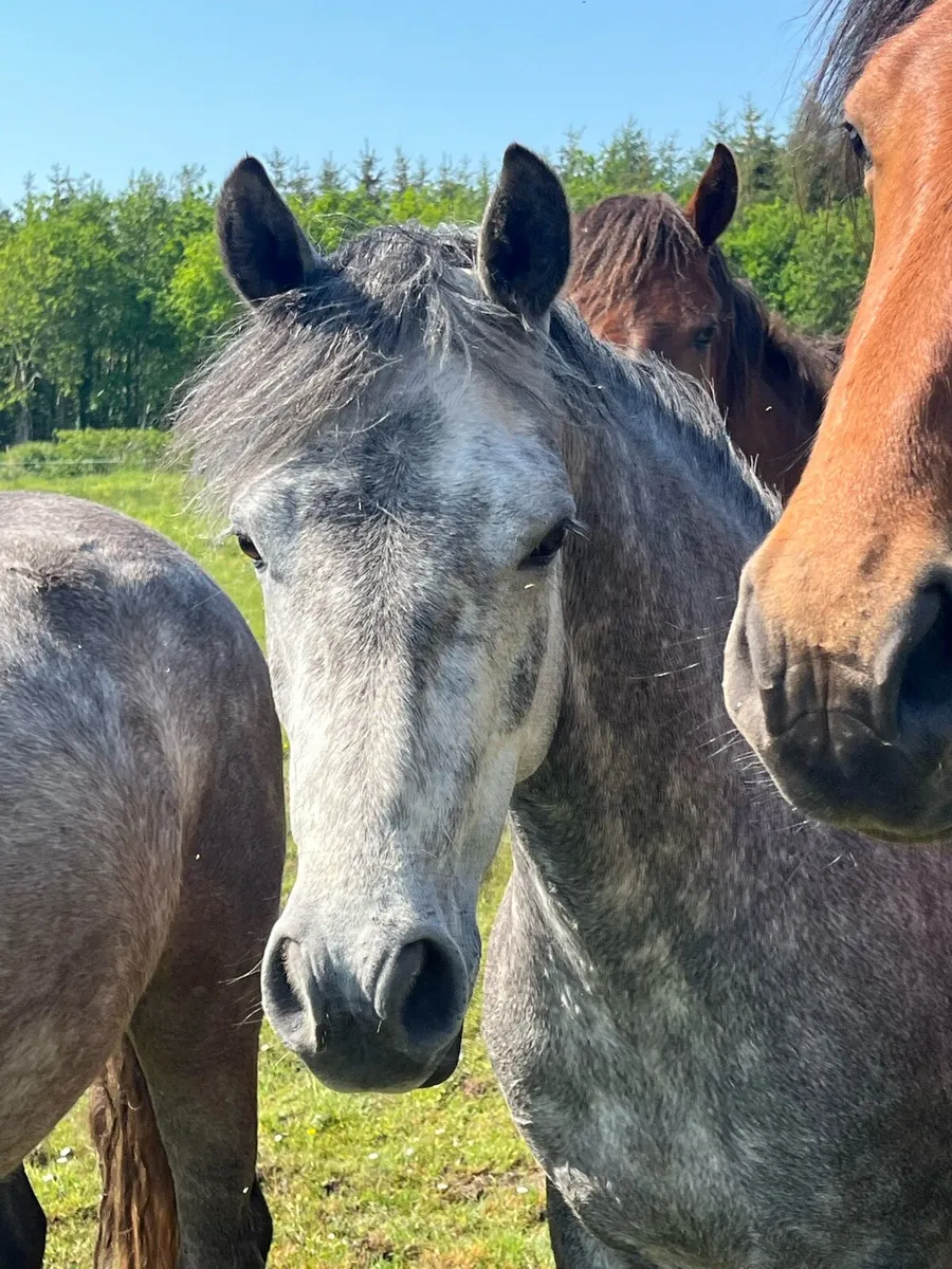 Connemara Filly - Image 4