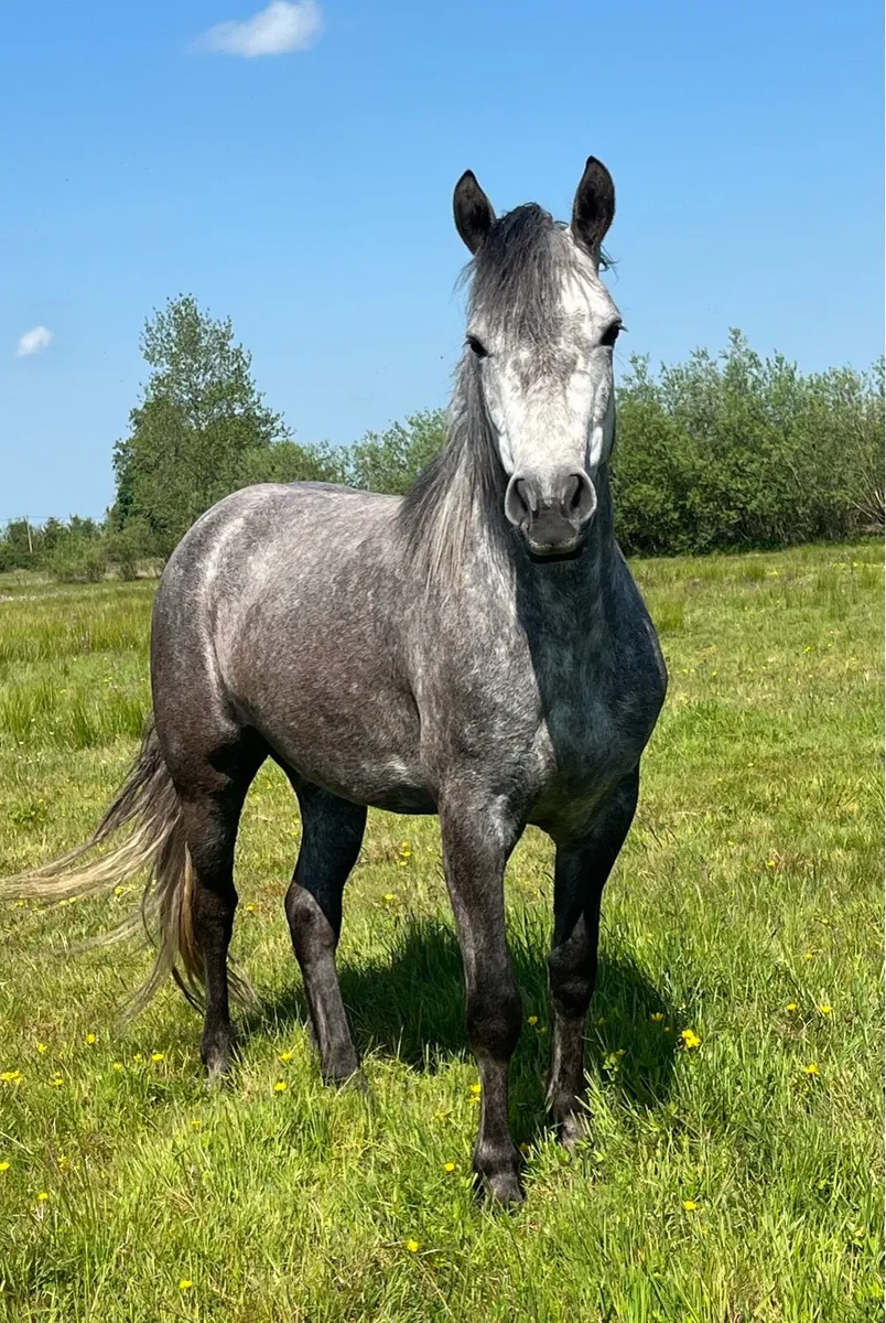 Connemara Filly - Image 1