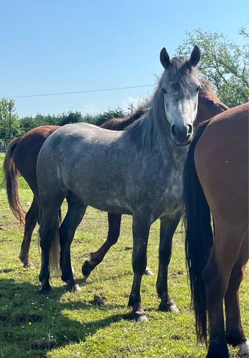 Connemara Filly - Image 2