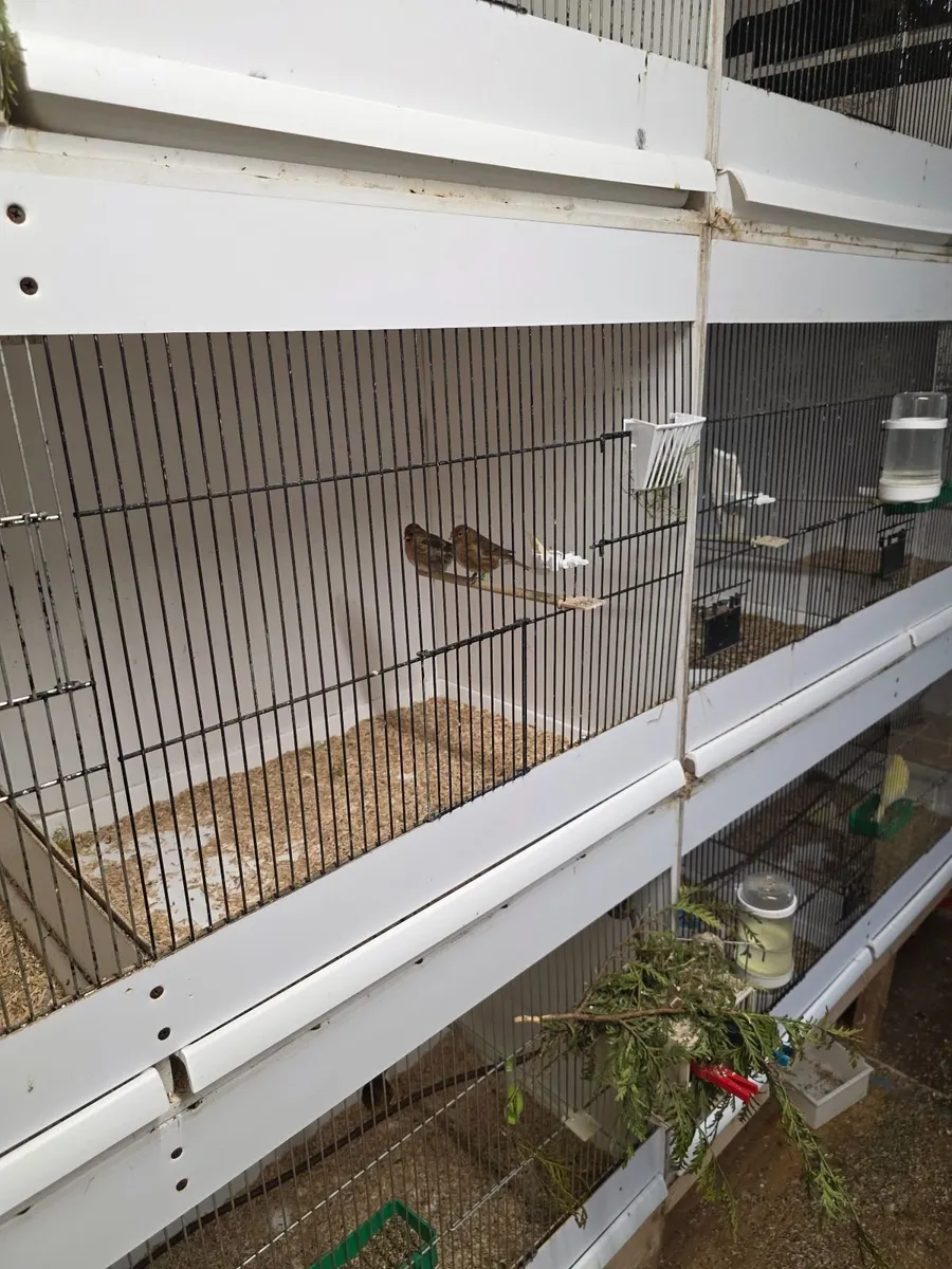 Birds - Image 2