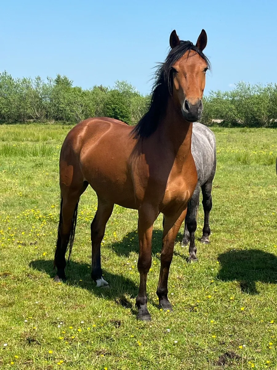 Connemara Cross ISH Filly - Image 1