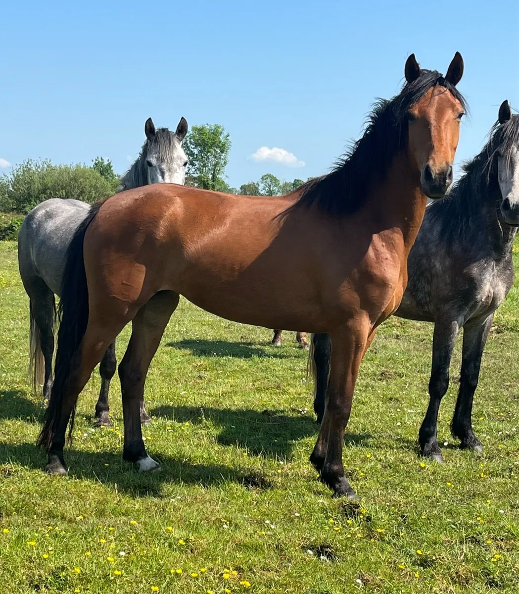Connemara Cross ISH Filly - Image 2
