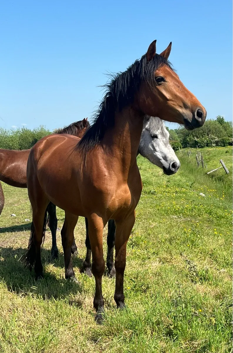 Connemara Cross ISH Filly - Image 4