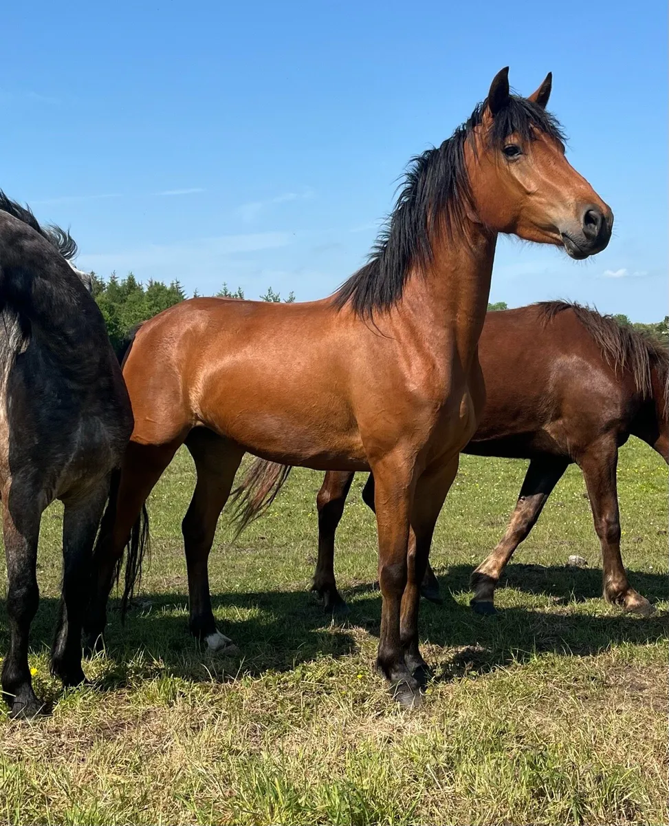 Connemara Cross ISH Filly - Image 3