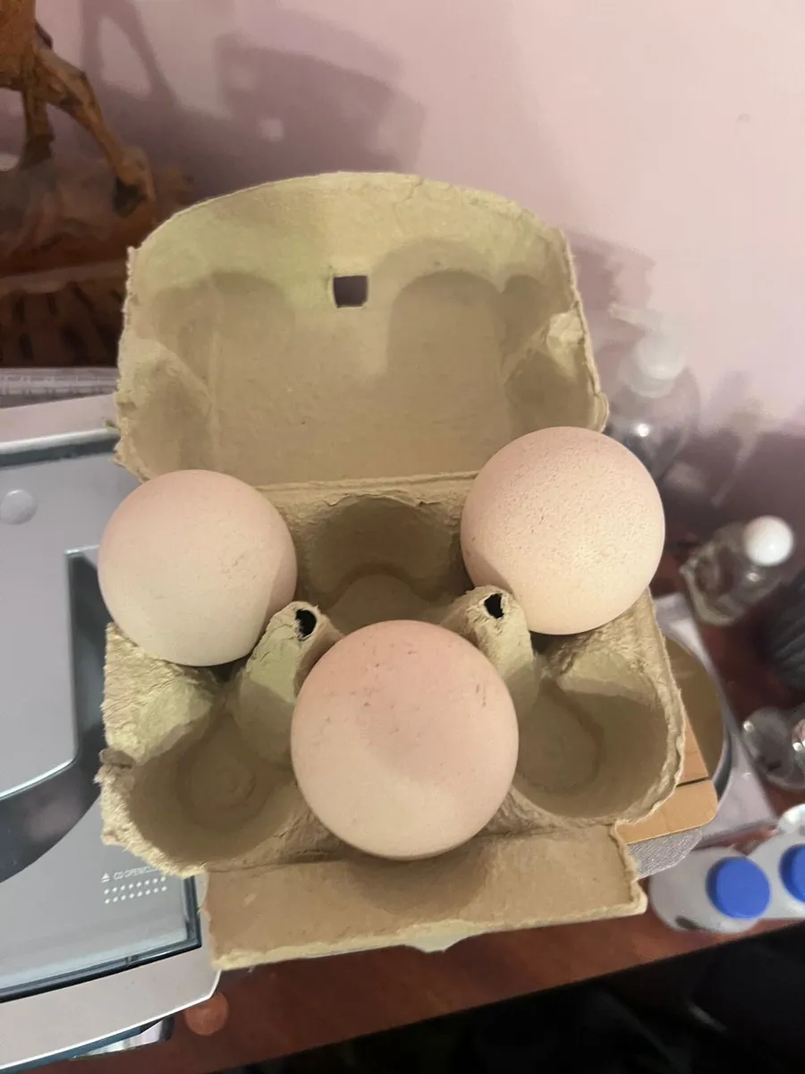 Pea fowl eggs - Image 2