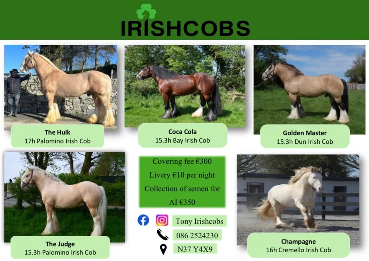 IRISHCOBS STALLIONS AT STUD - Image 1