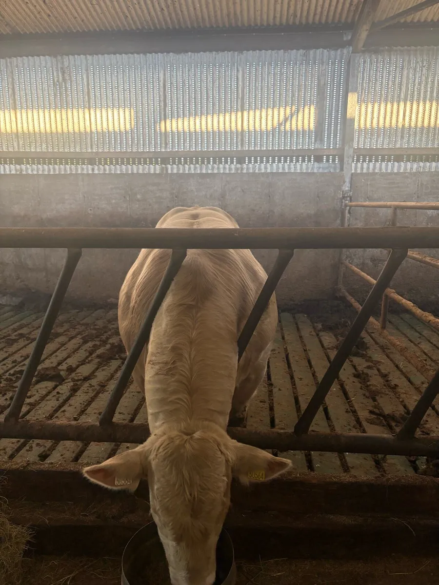 5⭐️ CHAROLAIS BULL - Image 4