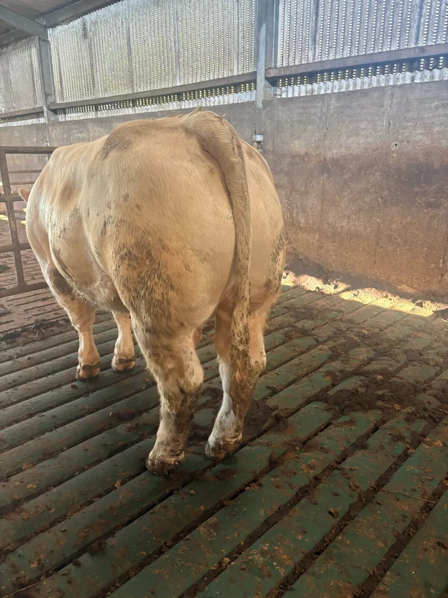 5⭐️ CHAROLAIS BULL - Image 1