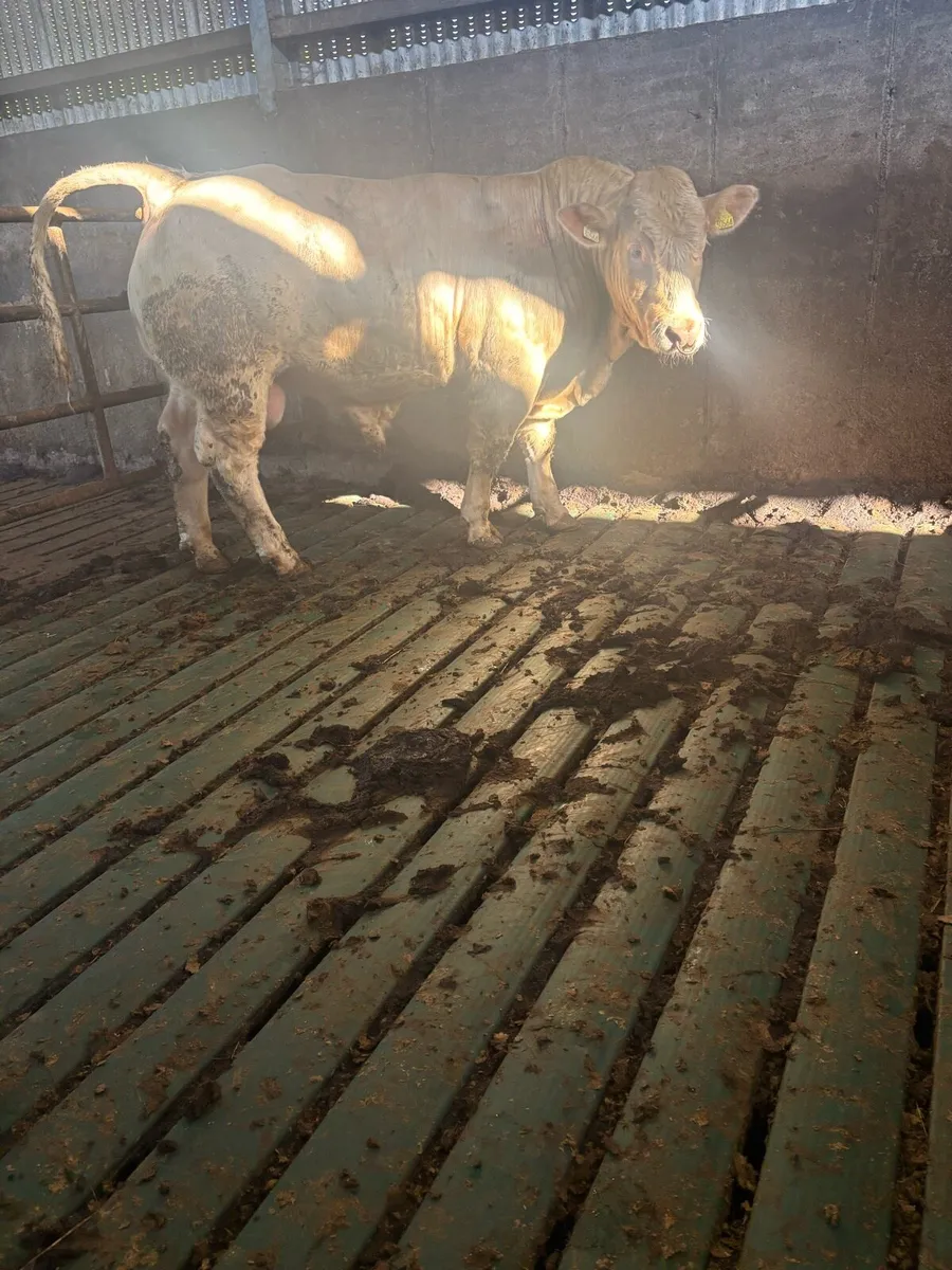5⭐️ CHAROLAIS BULL - Image 2