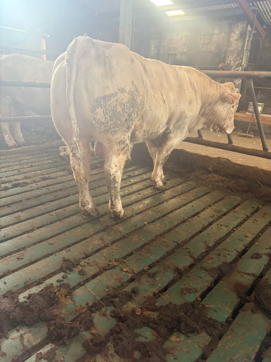5⭐️ CHAROLAIS BULL - Image 3