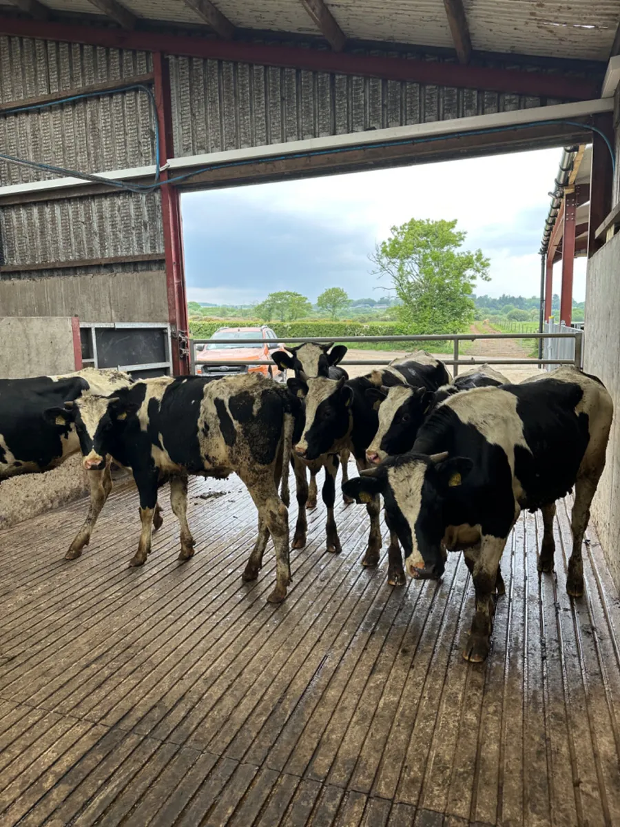 Correct Friesian heifers - Image 2