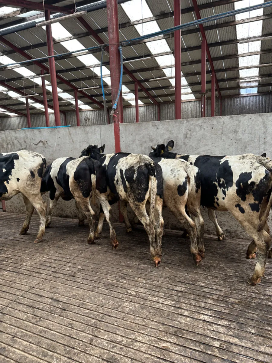 Correct Friesian heifers - Image 4