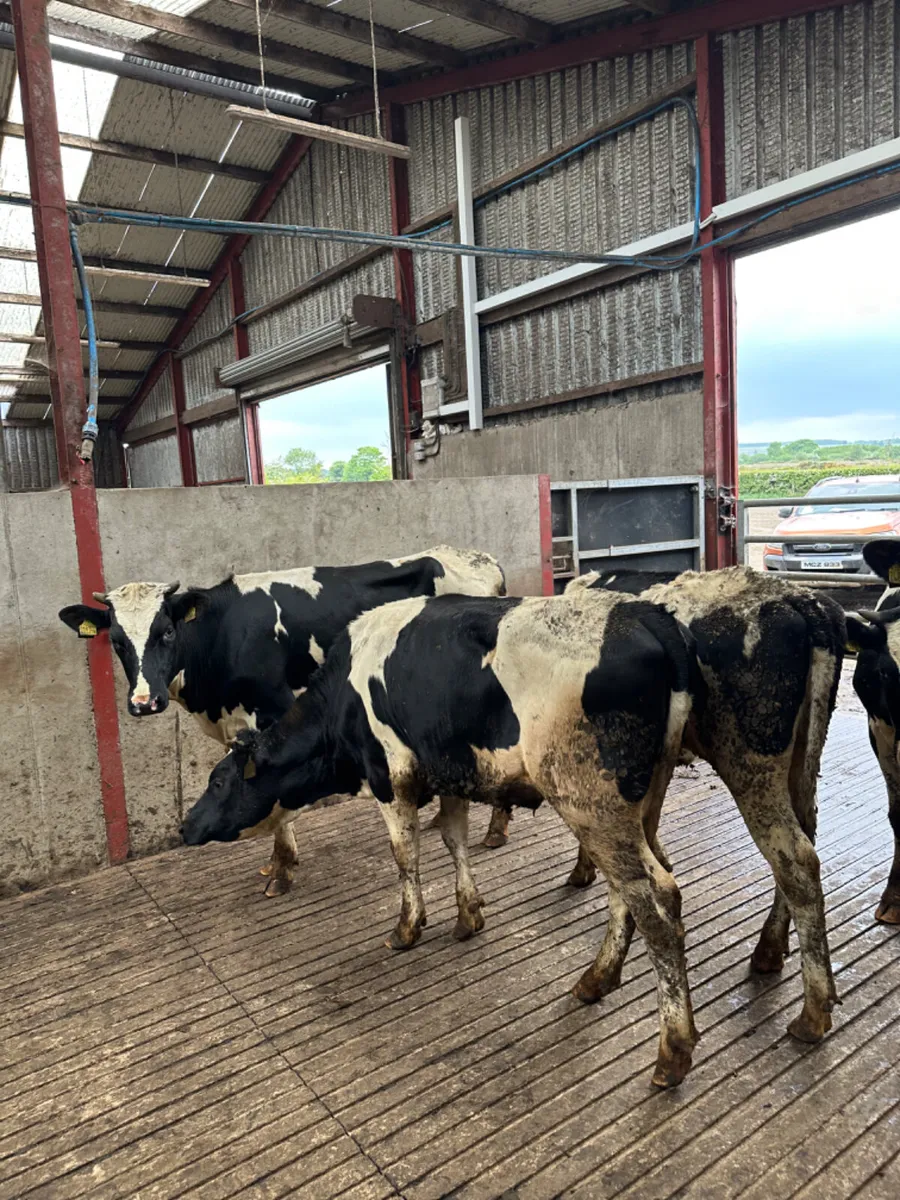 Correct Friesian heifers - Image 3