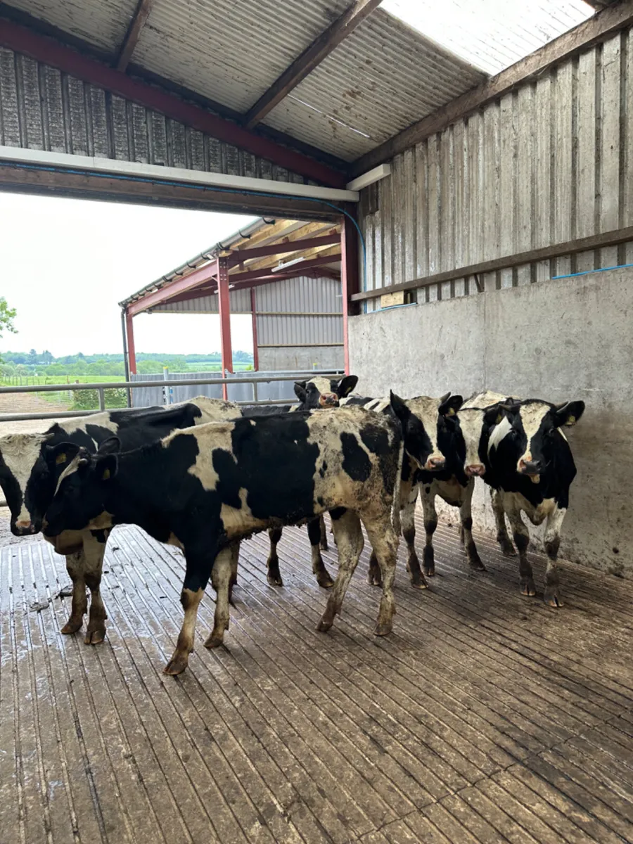 Correct Friesian heifers - Image 1