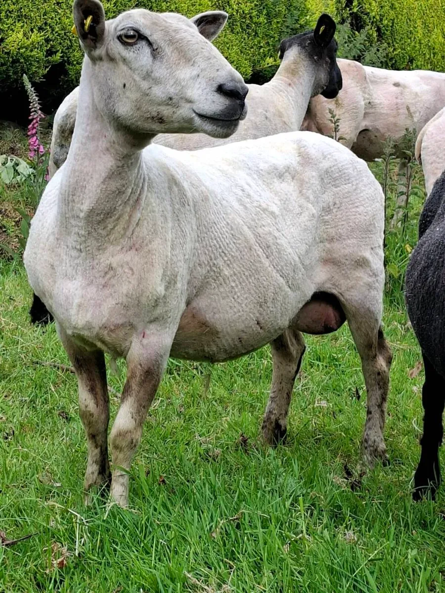 Ewe