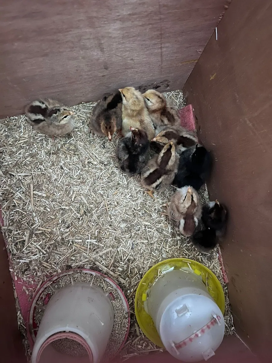 Chicks - Image 1