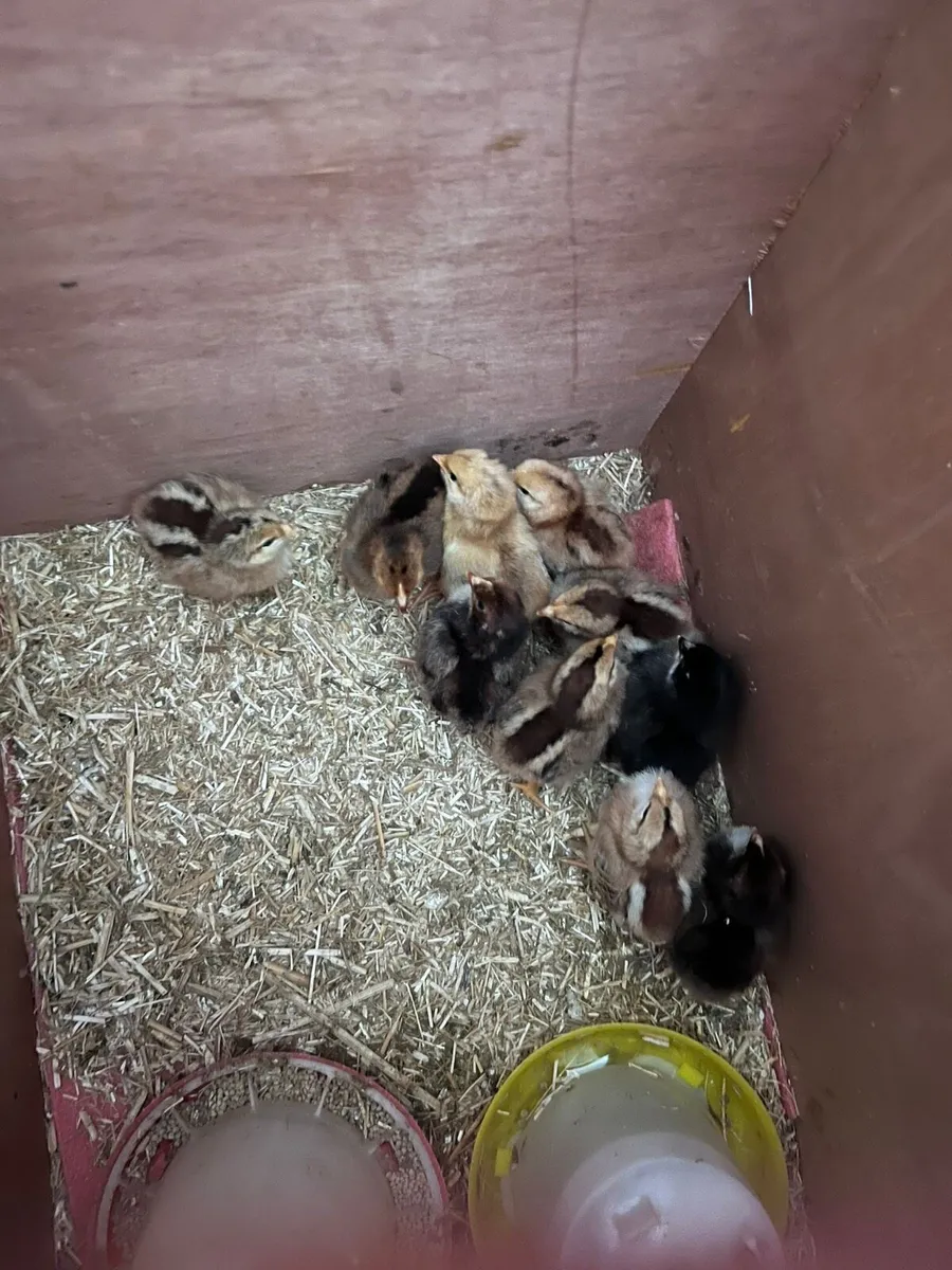 Chicks - Image 2