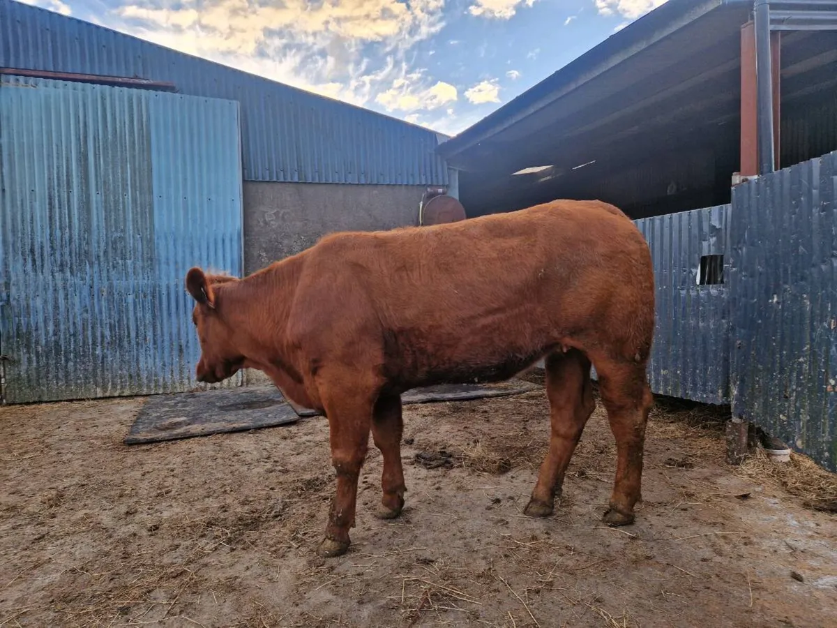 Breeding Heifer - Image 3