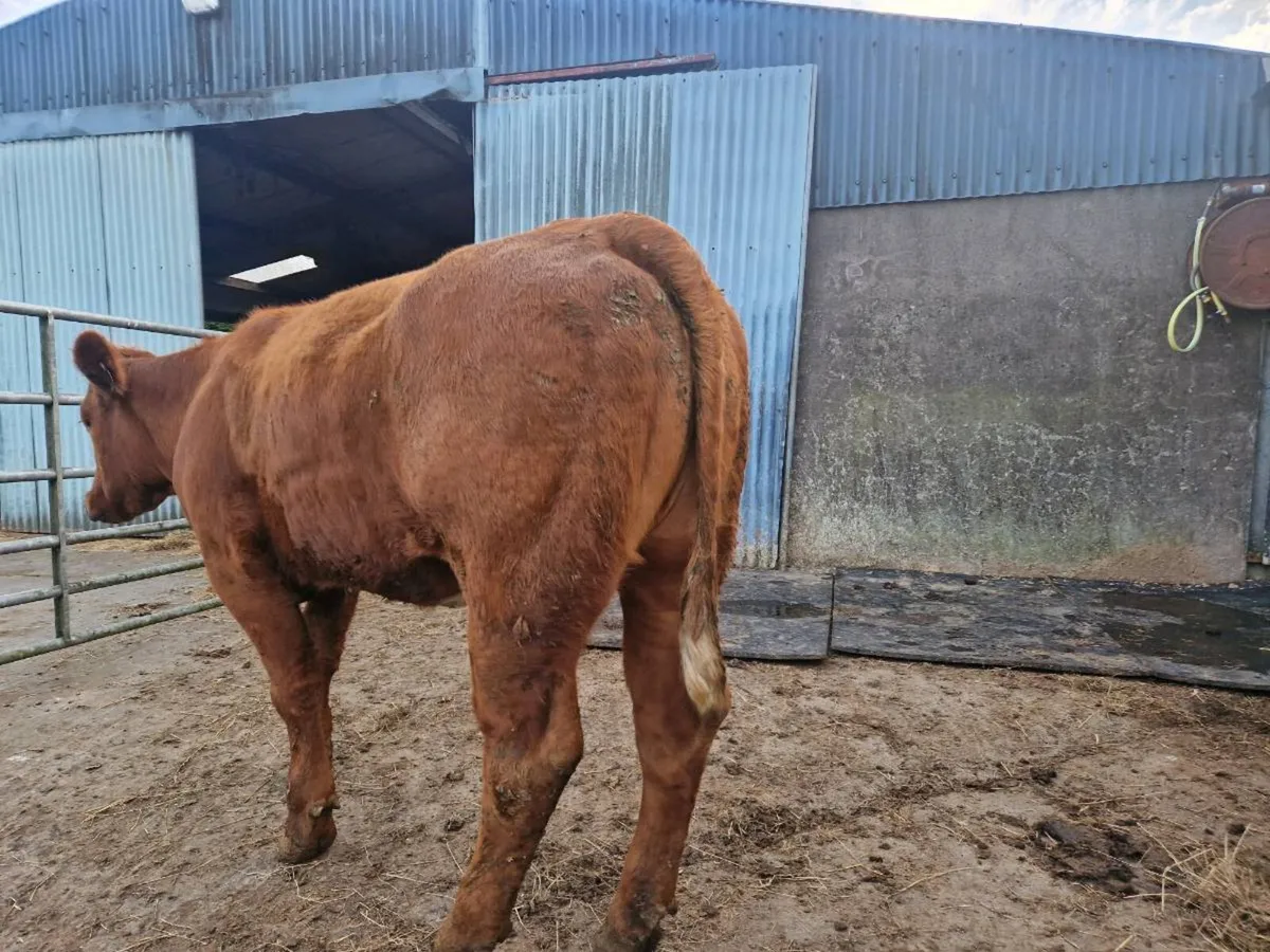 Breeding Heifer - Image 2