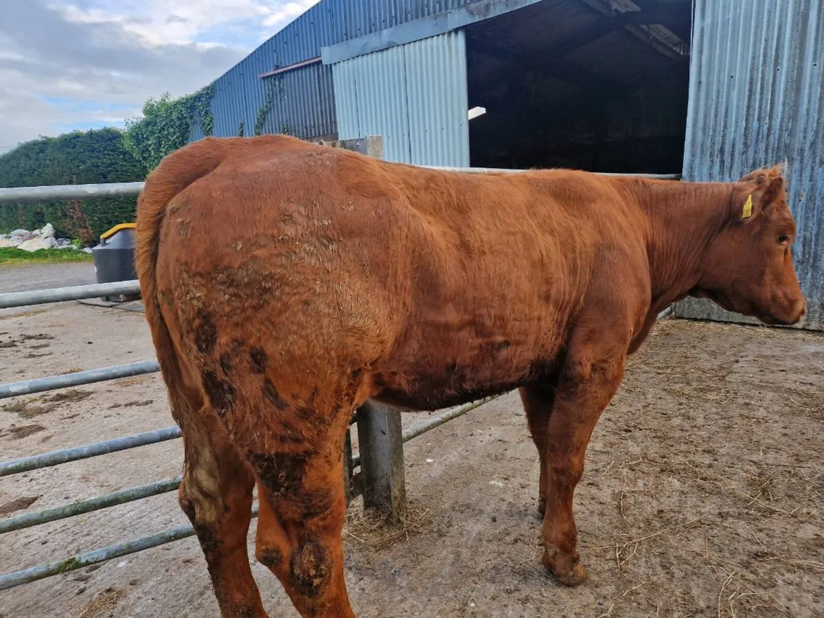 Breeding Heifer - Image 4