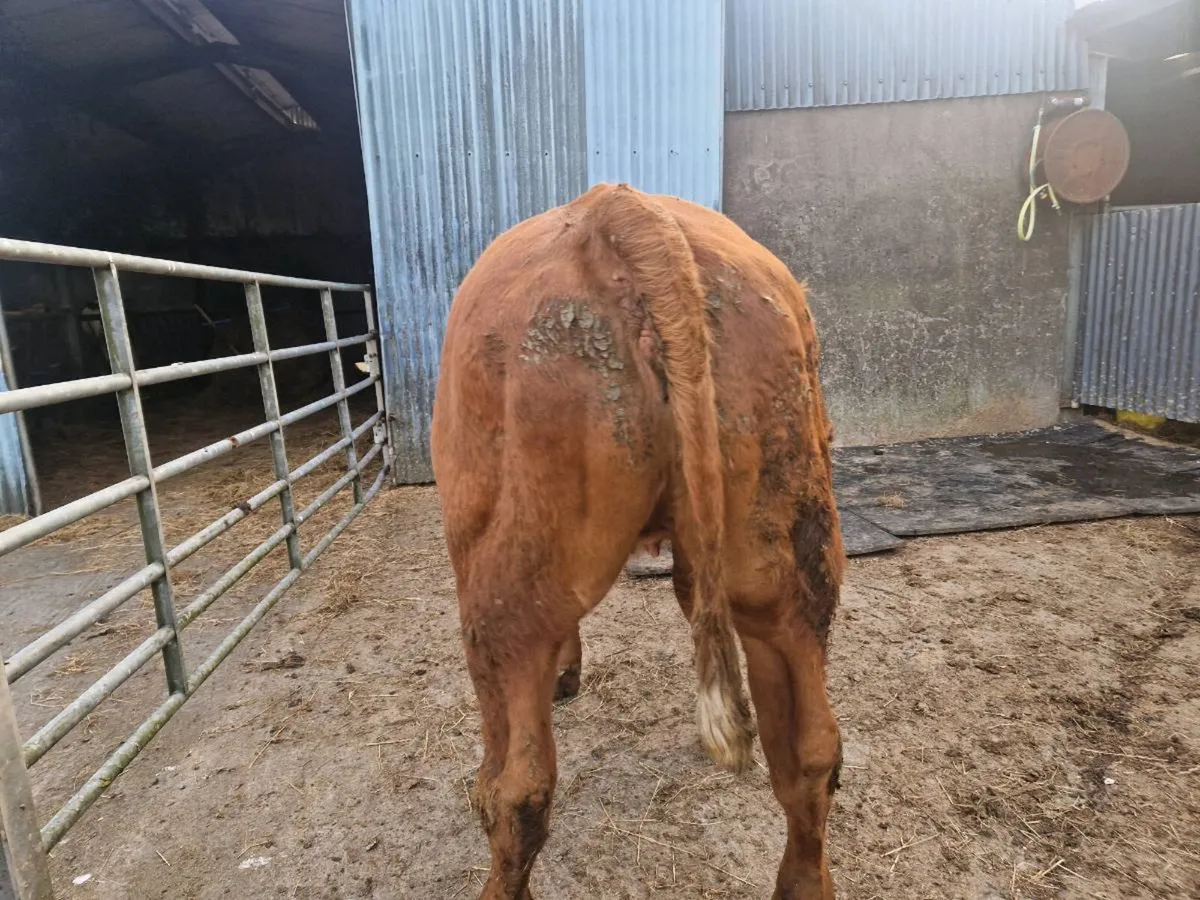 Breeding Heifer - Image 1