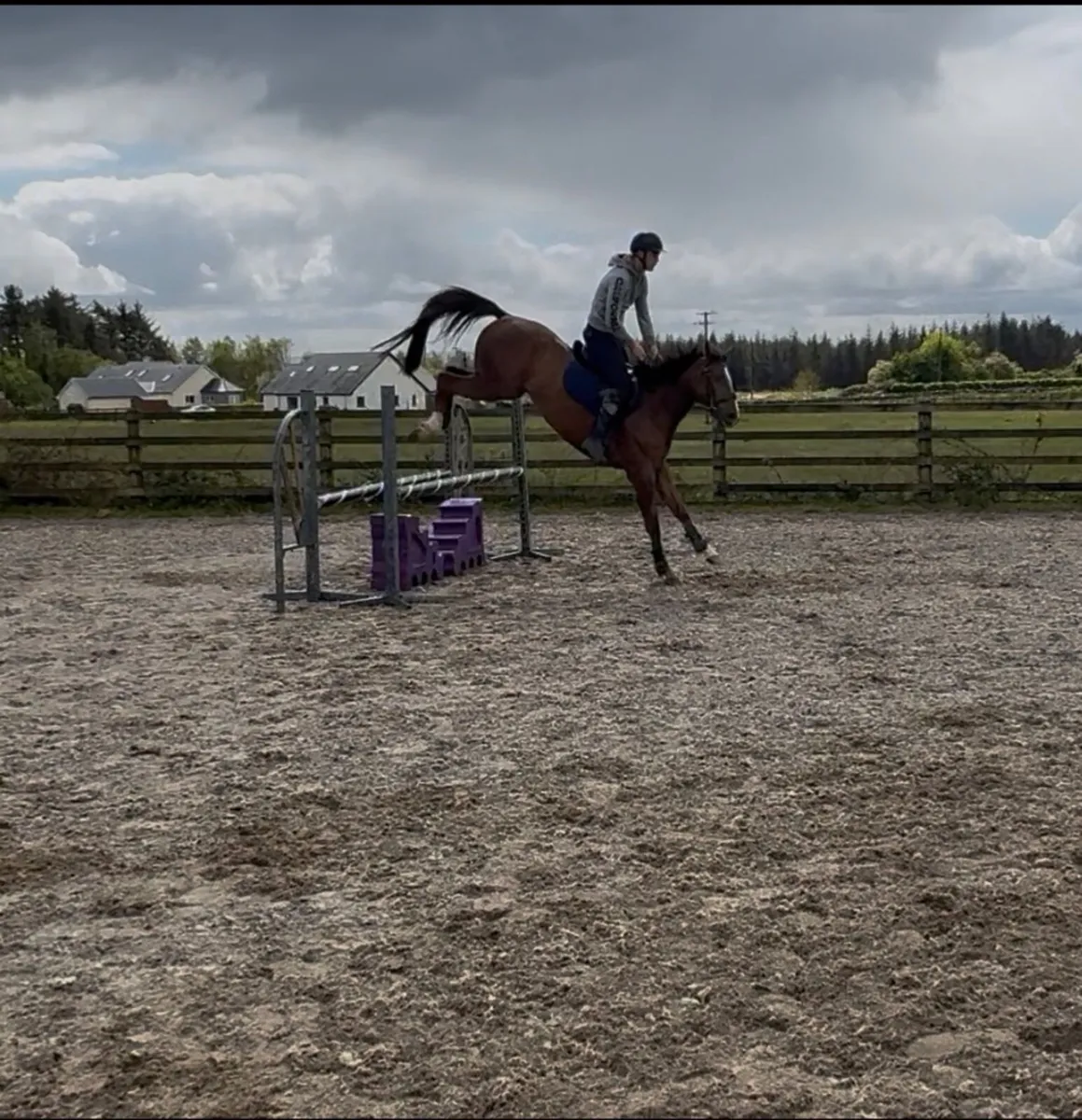 Two 4yr Old mares for showjumping/eventing - Image 3