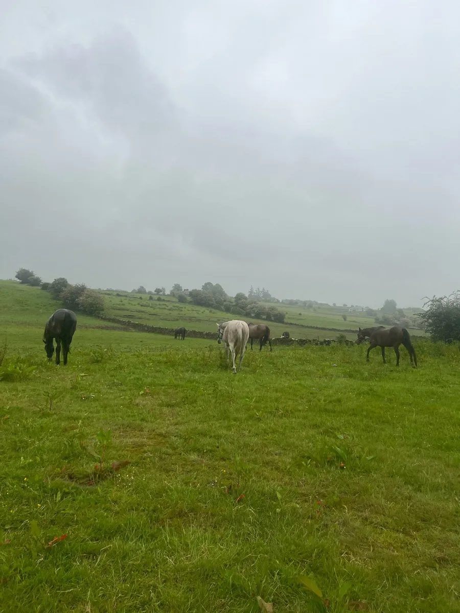 7  TB Mares for Sale - Image 1