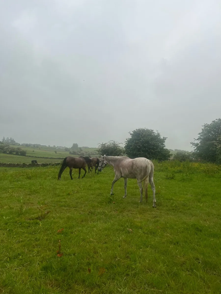 7  TB Mares for Sale - Image 2