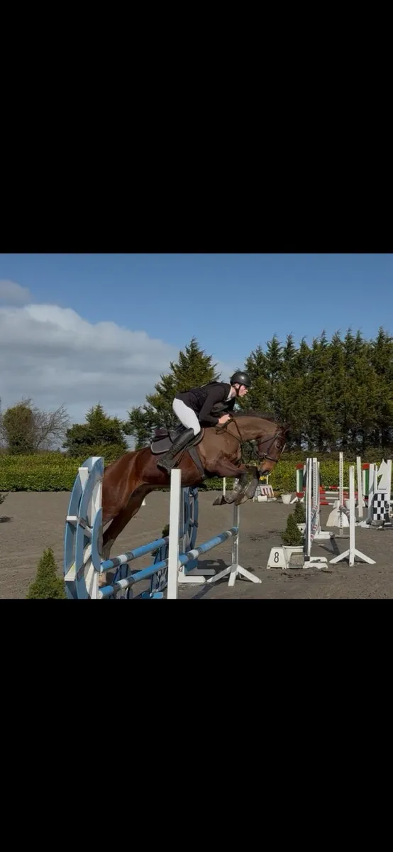 Two 4yr Old mares for showjumping/eventing - Image 4