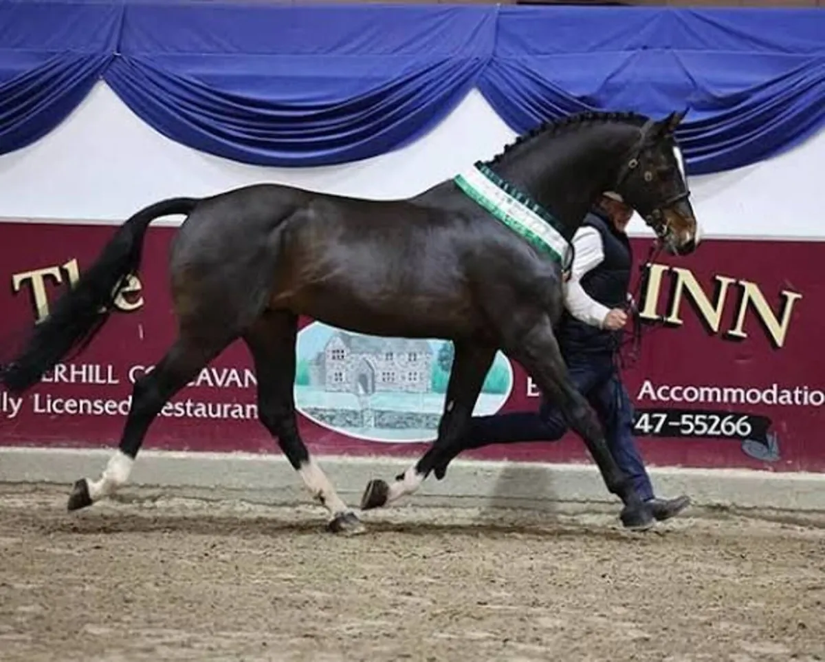 Sligo Candy Boy - Stallion at Stud (WBFSH Top 10) - Image 3