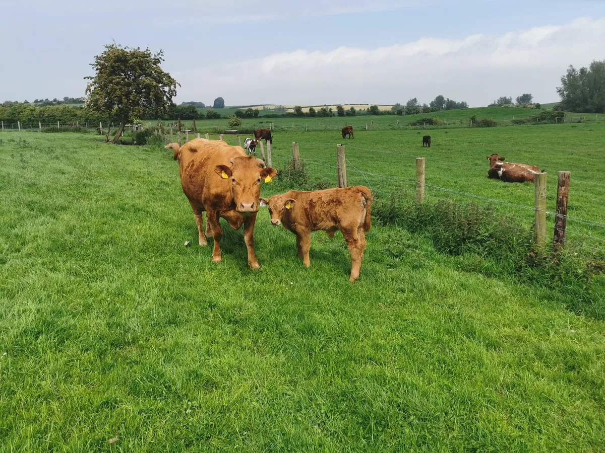 2 Organic Cows with Calves Carnaross mart 2ndJune - Image 2