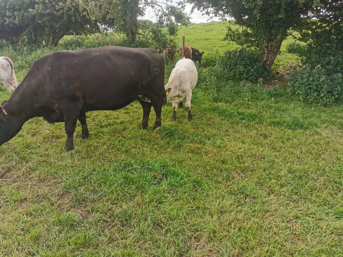 2 Organic Cows with Calves Carnaross mart 2ndJune - Image 3