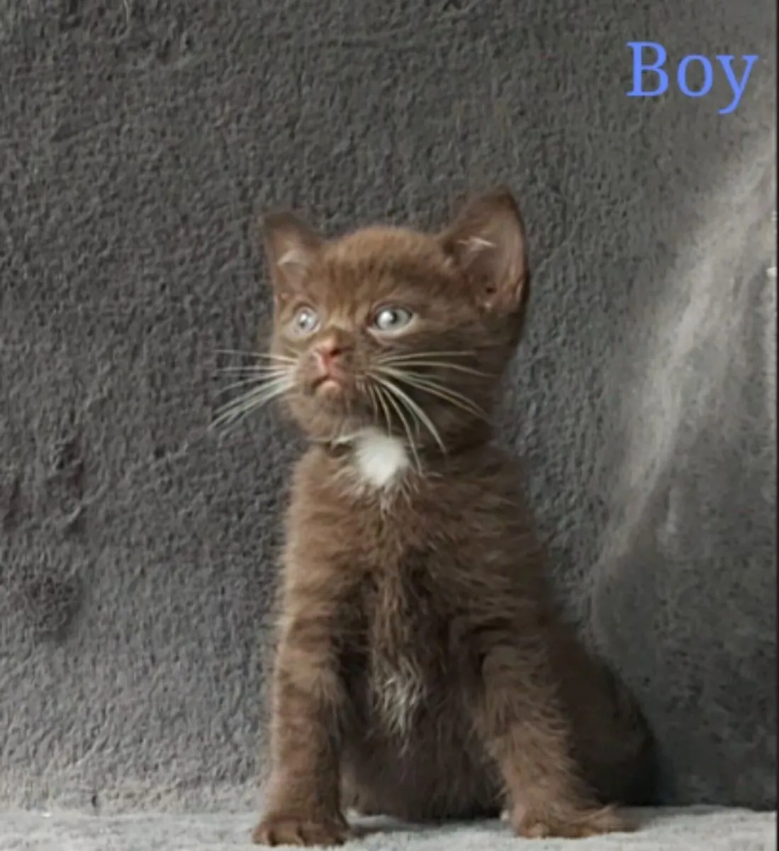 Semi-British kittens(can deliver) - Image 1