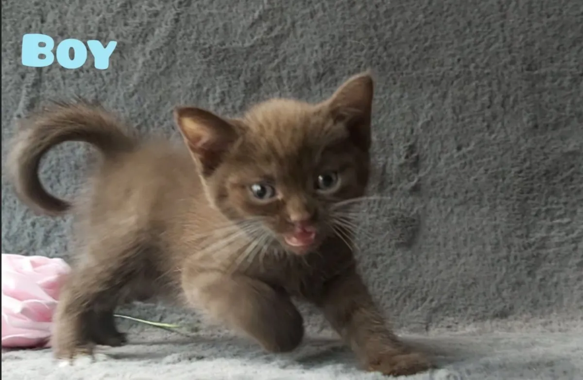 Semi-British kittens(can deliver) - Image 3