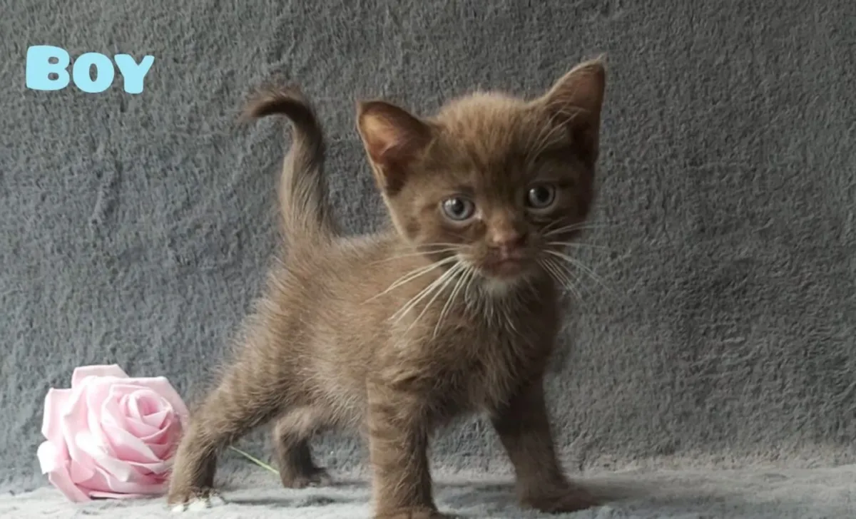 Semi-British kittens(can deliver) - Image 4