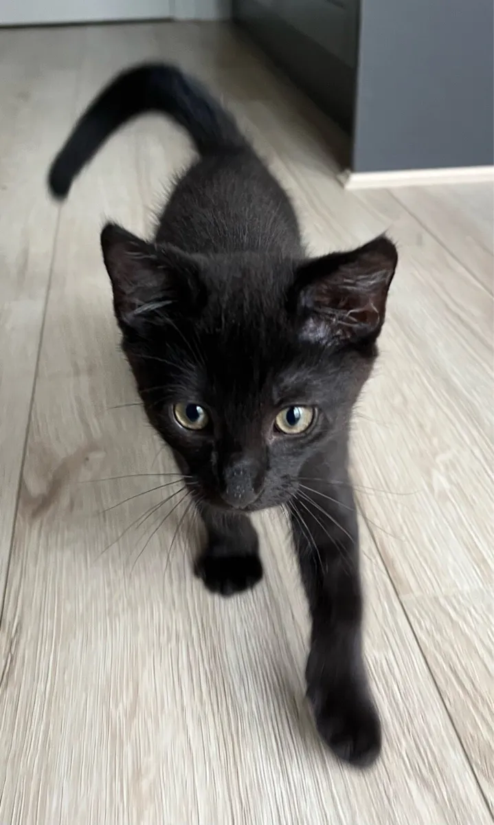Adorable Black Kitten Looking for a Loving Home 🐾 - Image 1