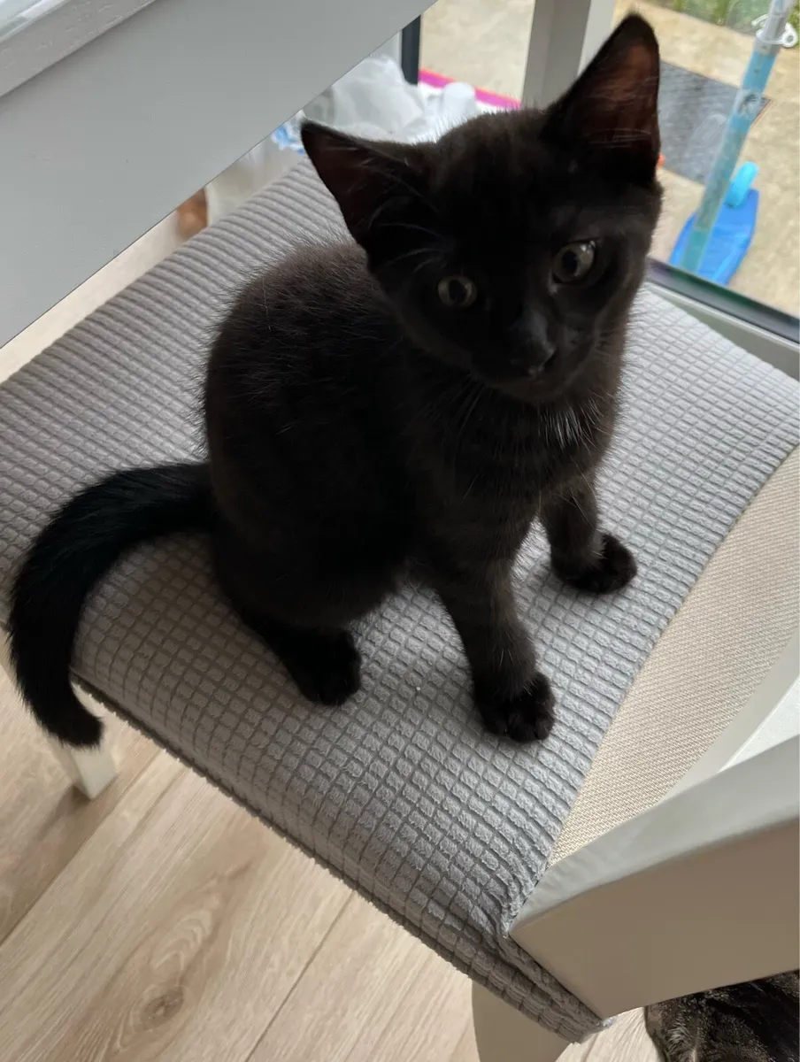 Adorable Black Kitten Looking for a Loving Home 🐾 - Image 3