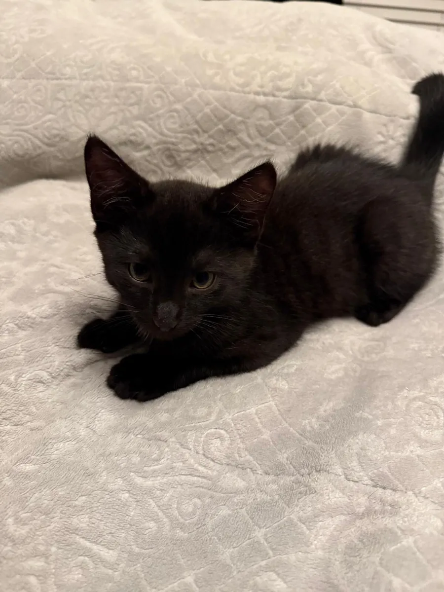 Adorable Black Kitten Looking for a Loving Home 🐾 - Image 2