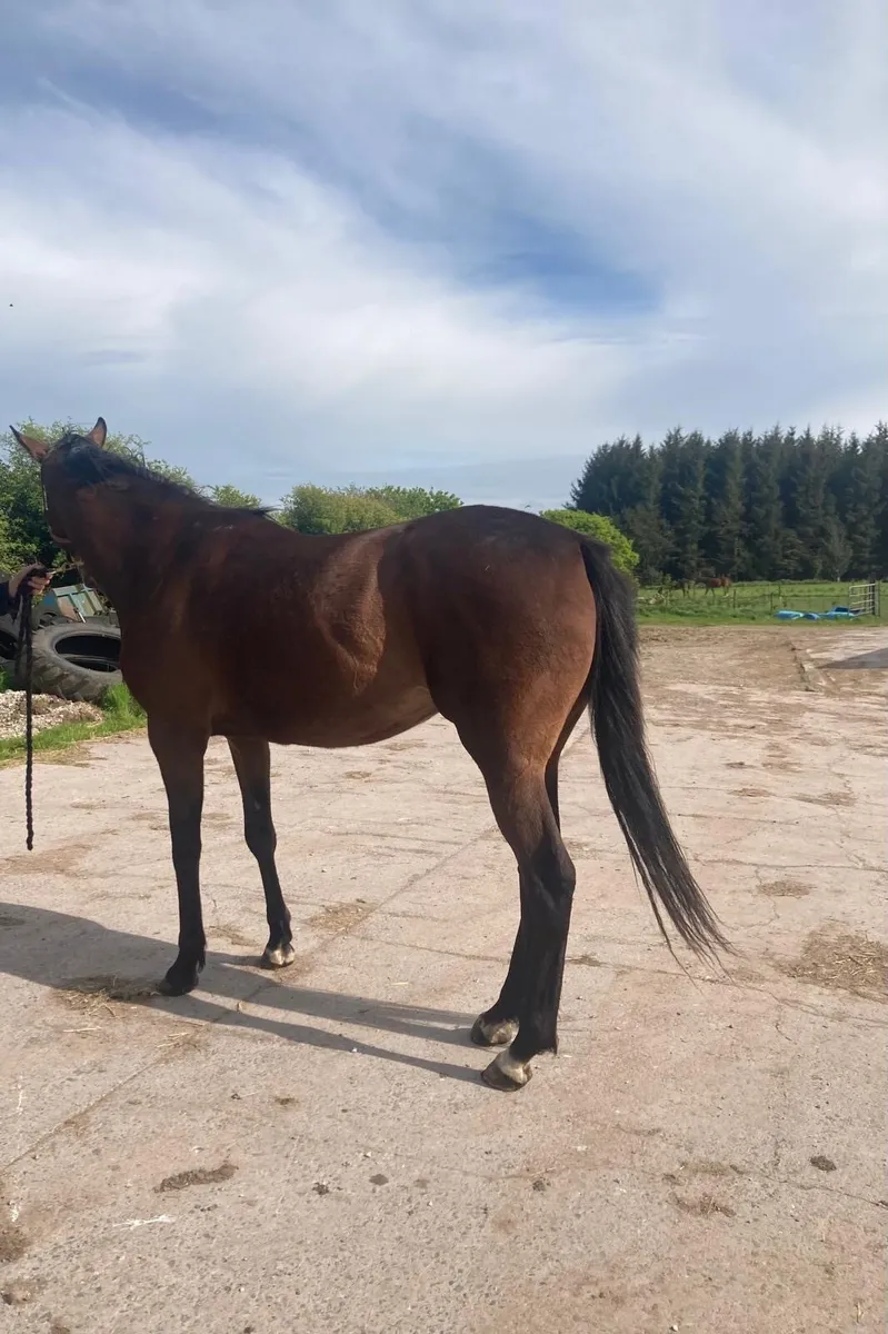 3 year old filly - Image 3