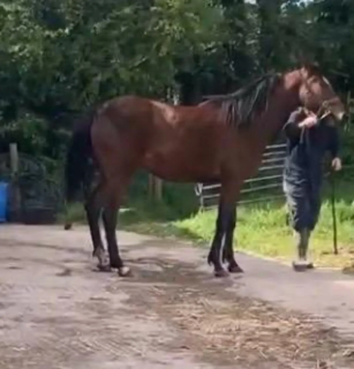 3 year old filly - Image 1